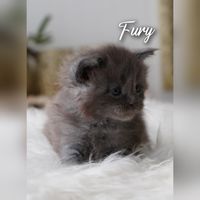 Fury